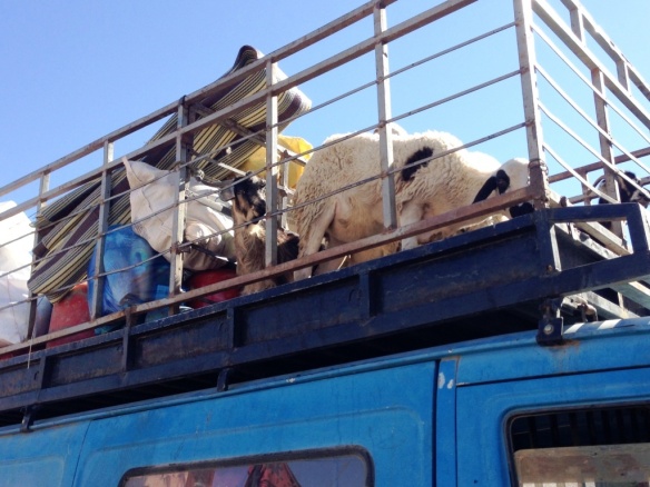 Animal selling, followed by awkward transport, increases pre-Eid.