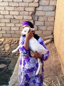 One of two lambs whose mom died in "lamb-birth" and now identify my host mom as their own mother.