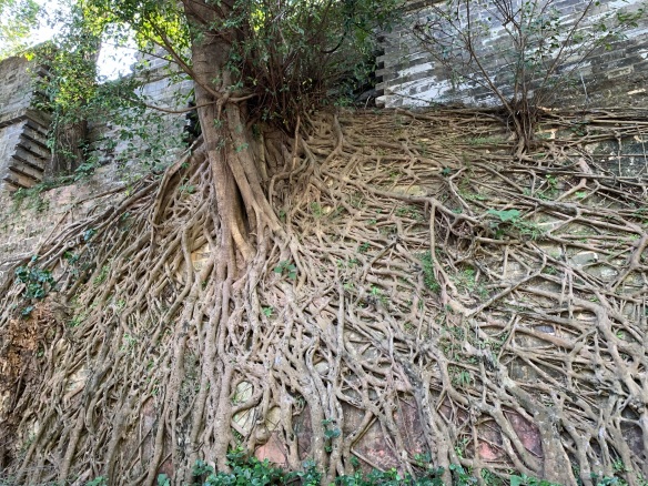Banyan Tree Growing on City Wall