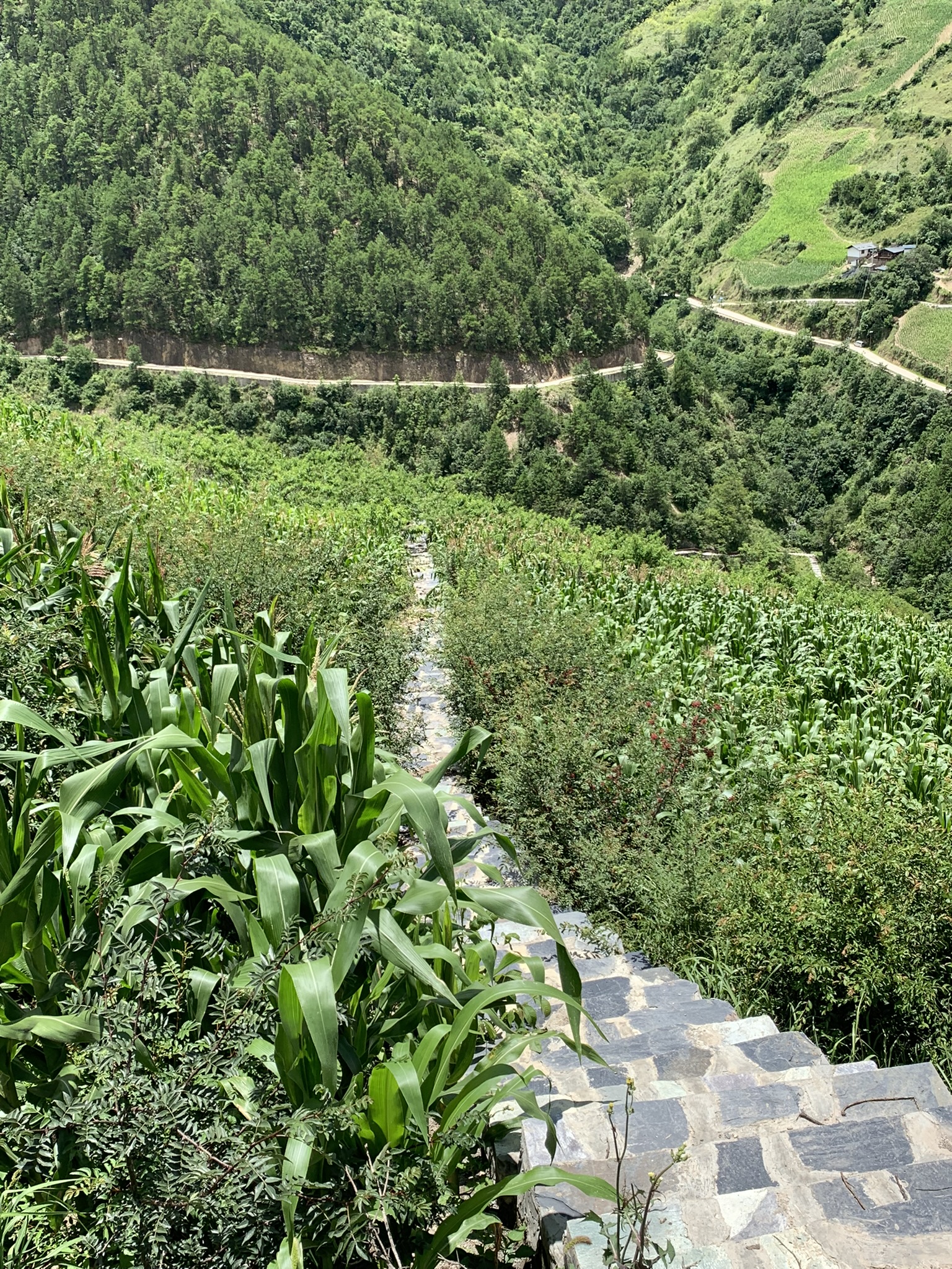 staircase looking down into fields planted on the mountainside