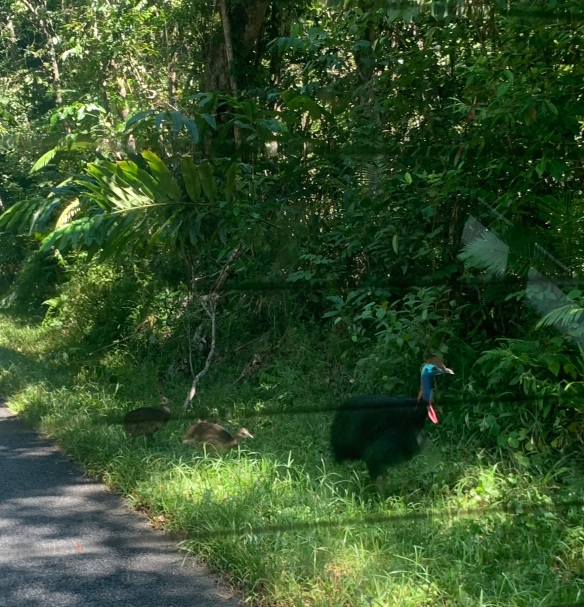 large walking bird with blue head followed by two smaller brown chicks walking from the road into the forest; picture taken from a rear car window, as indicated by defrost lines crossing the photo